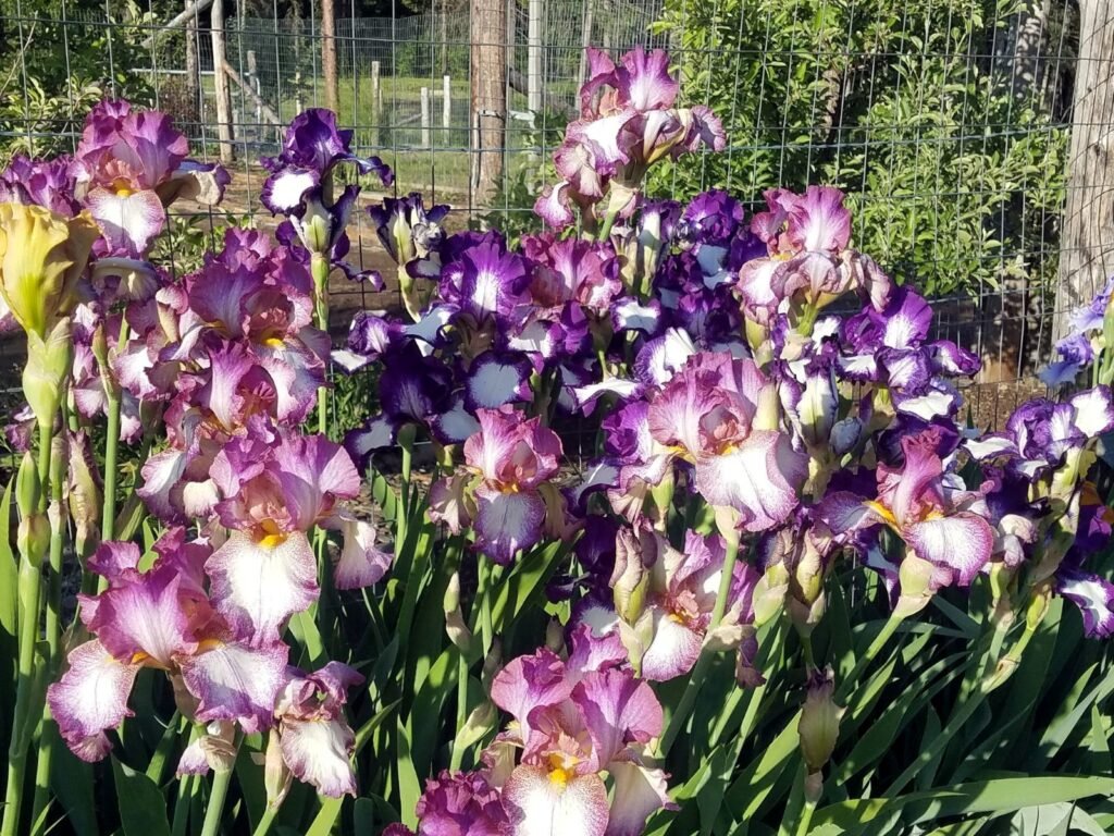 Bearded Iris 15A