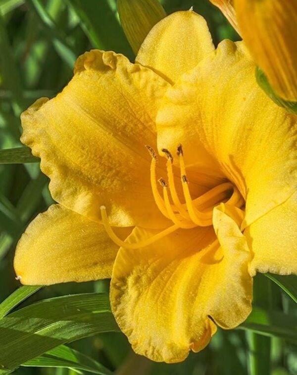 Stella D’oro Yellow Daylilies